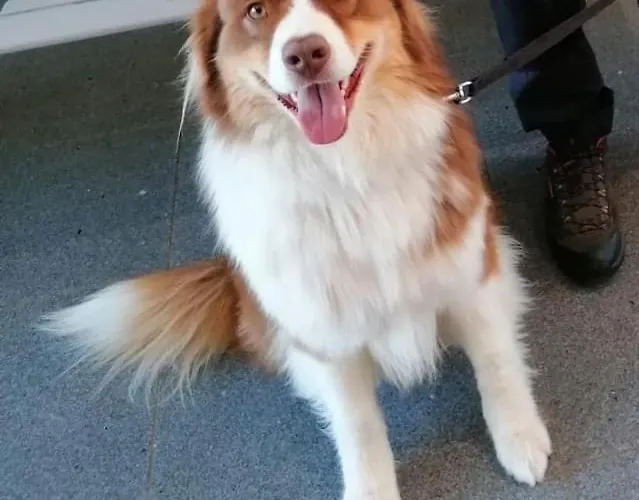 Steger Klara * ميترسل